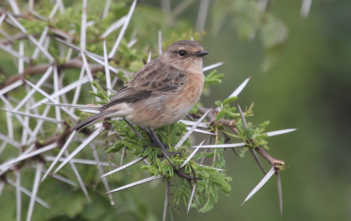 African Stonechat (African) - ML620852572