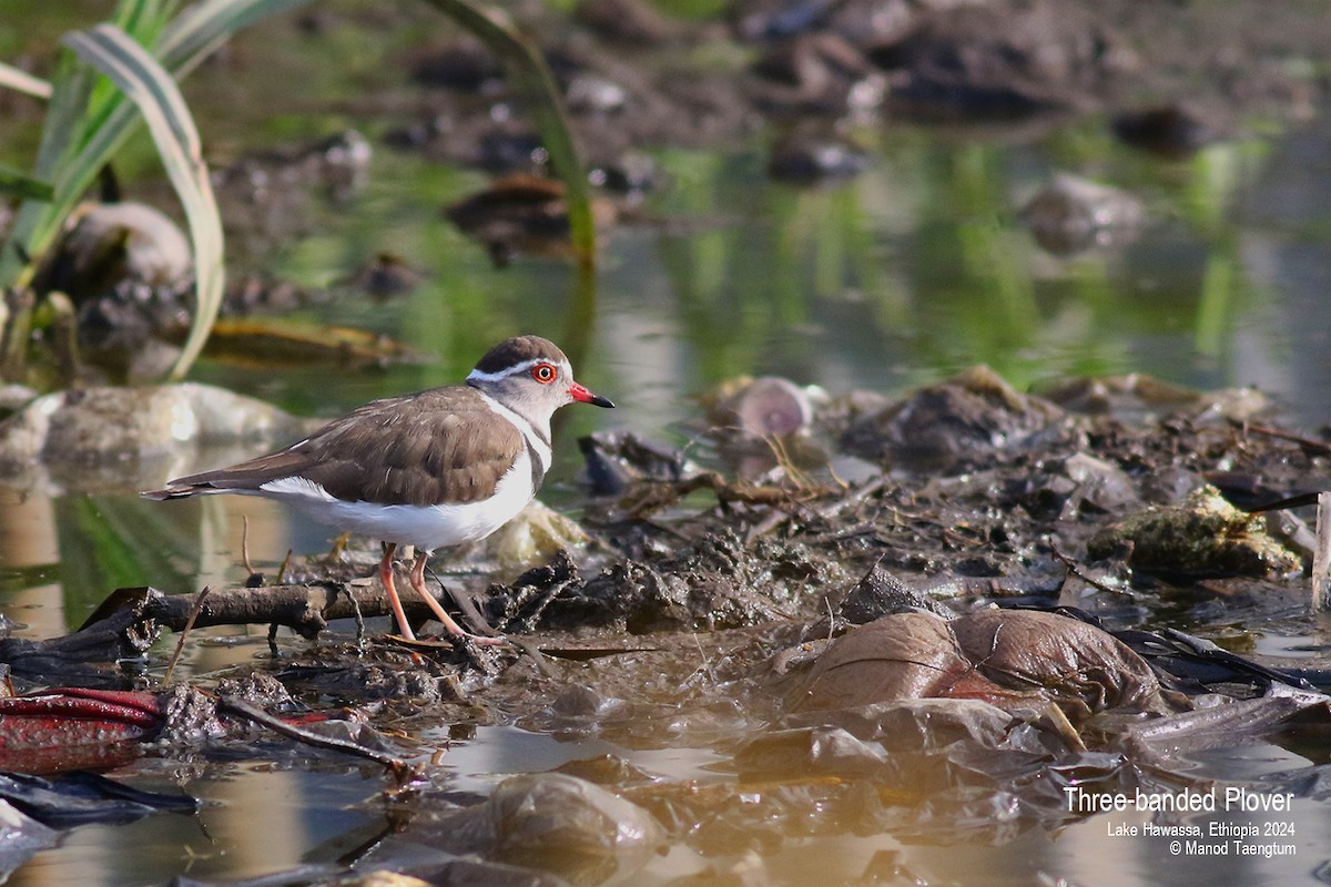 Three-banded Plover - ML620852583