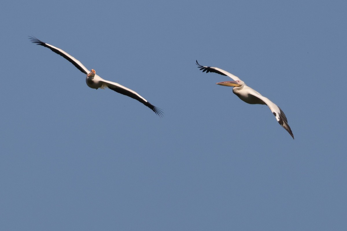 pelikán bílý - ML620852605