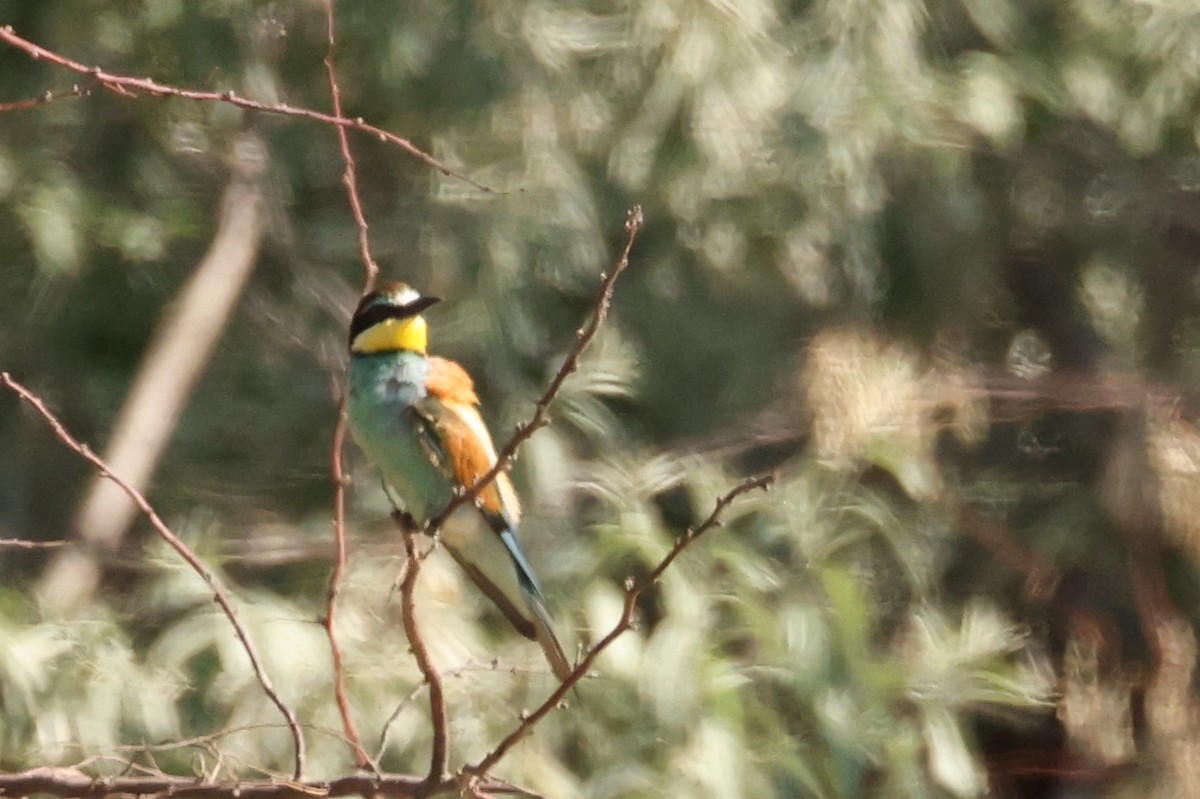 European Bee-eater - ML620852615
