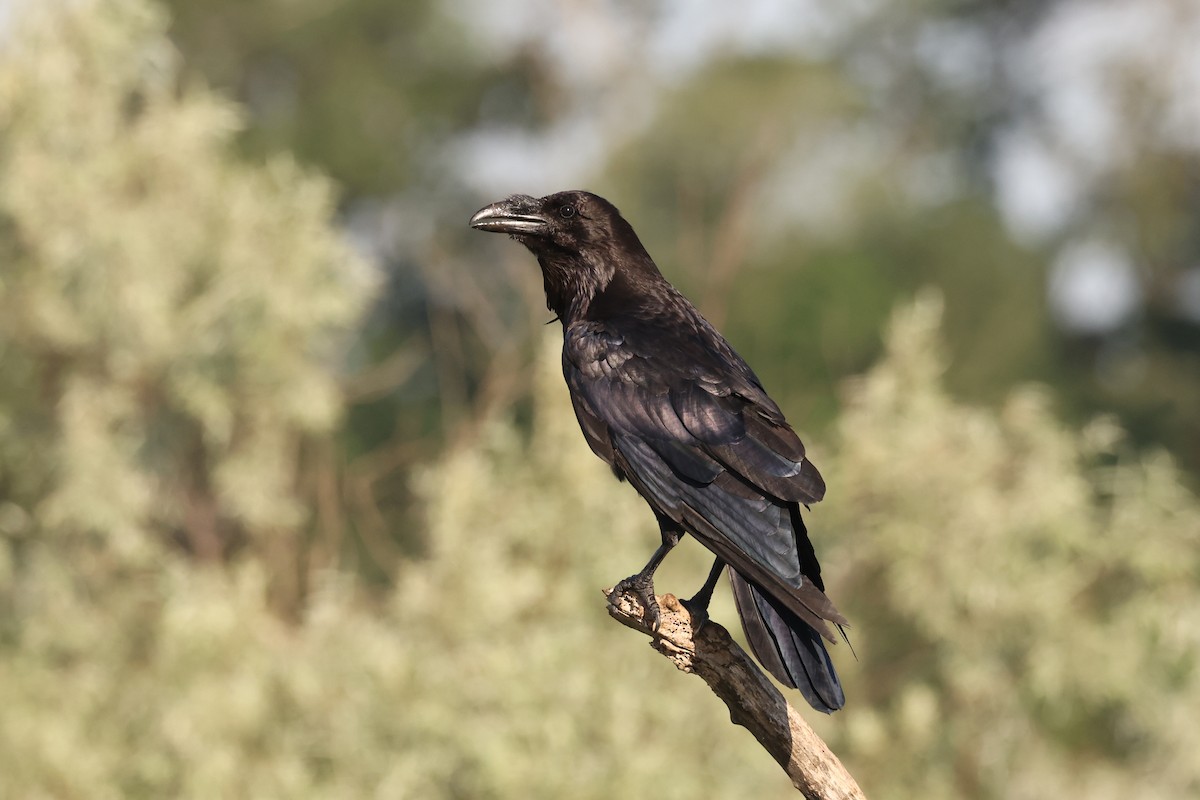 Common Raven - ML620852623
