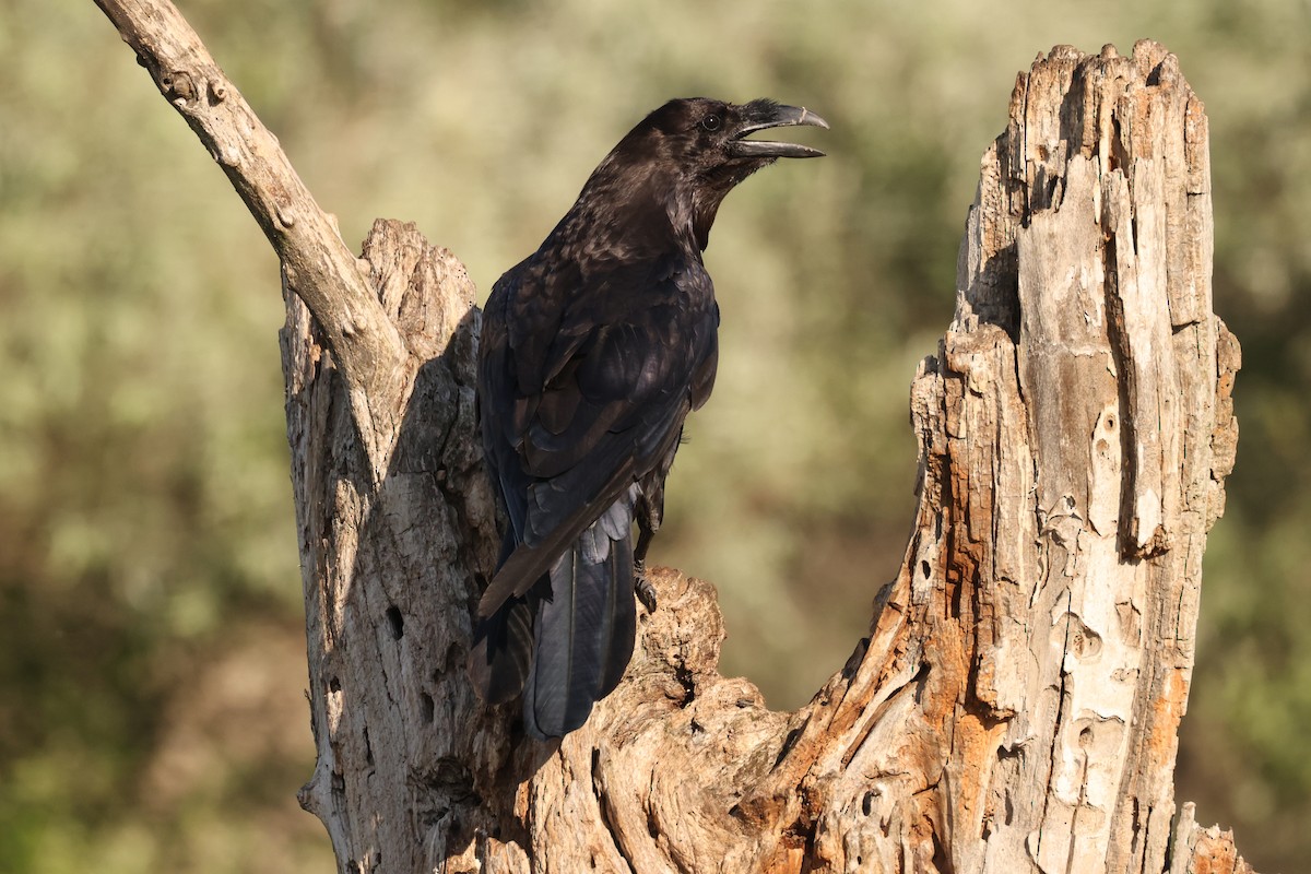 Common Raven - ML620852625