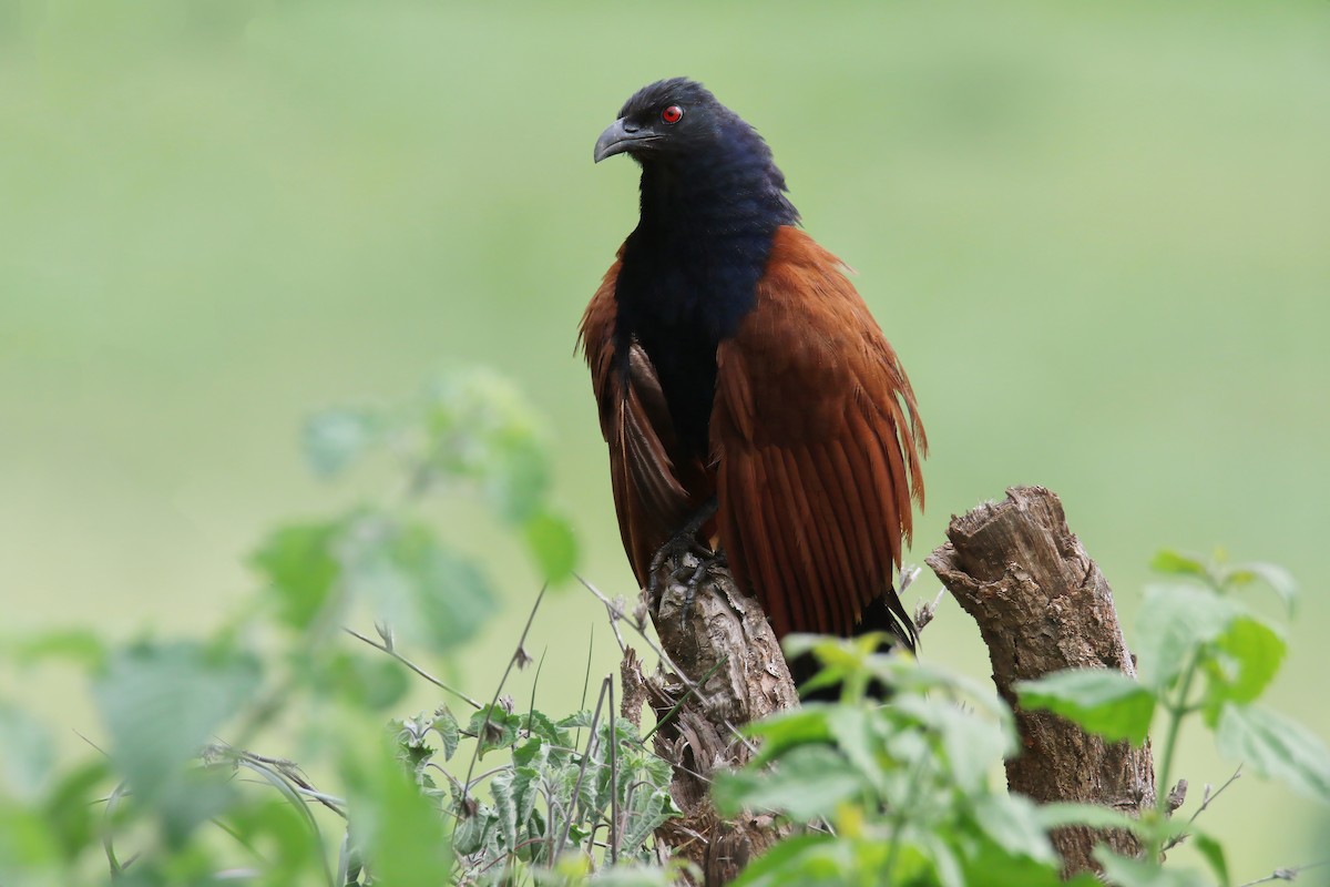Greater Coucal (Greater) - ML620852642