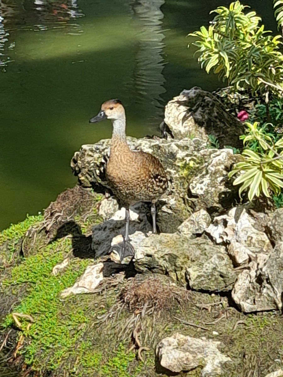 West Indian Whistling-Duck - ML620852675