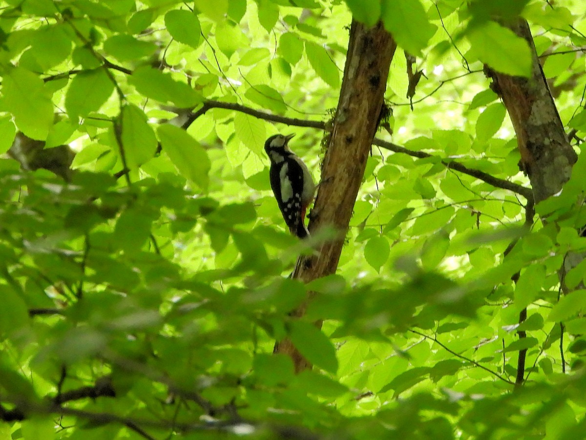 Great Spotted Woodpecker - ML620852696