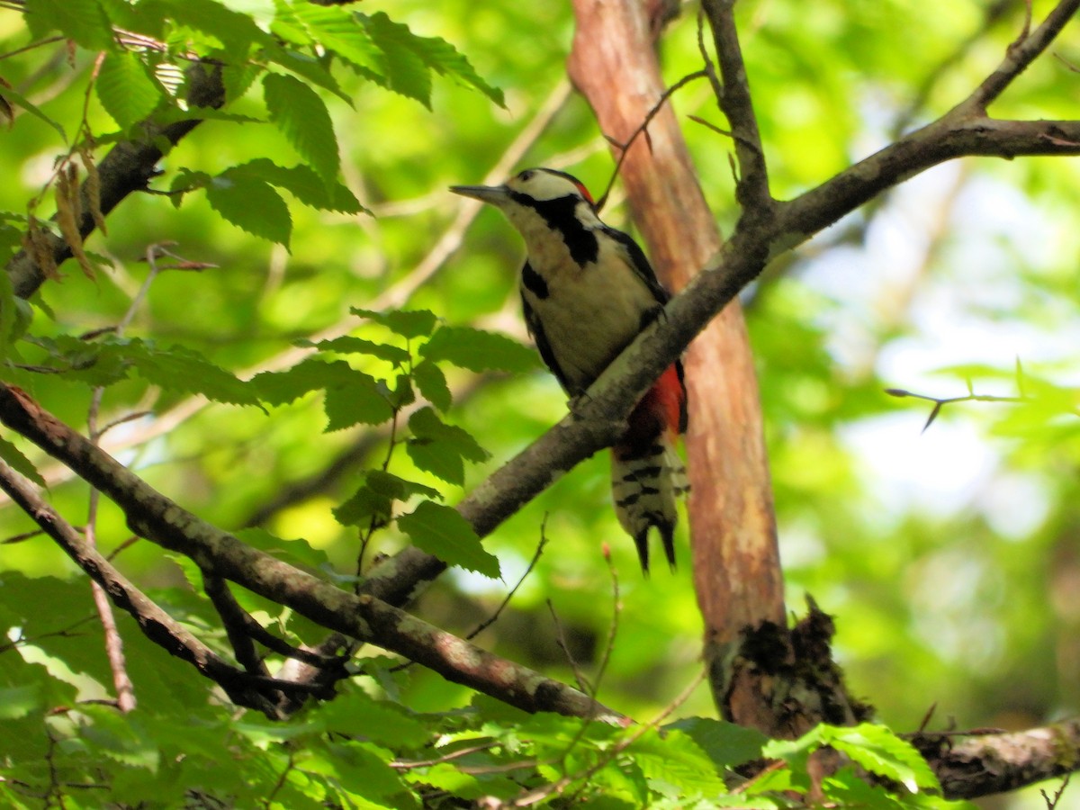 Great Spotted Woodpecker - ML620852697