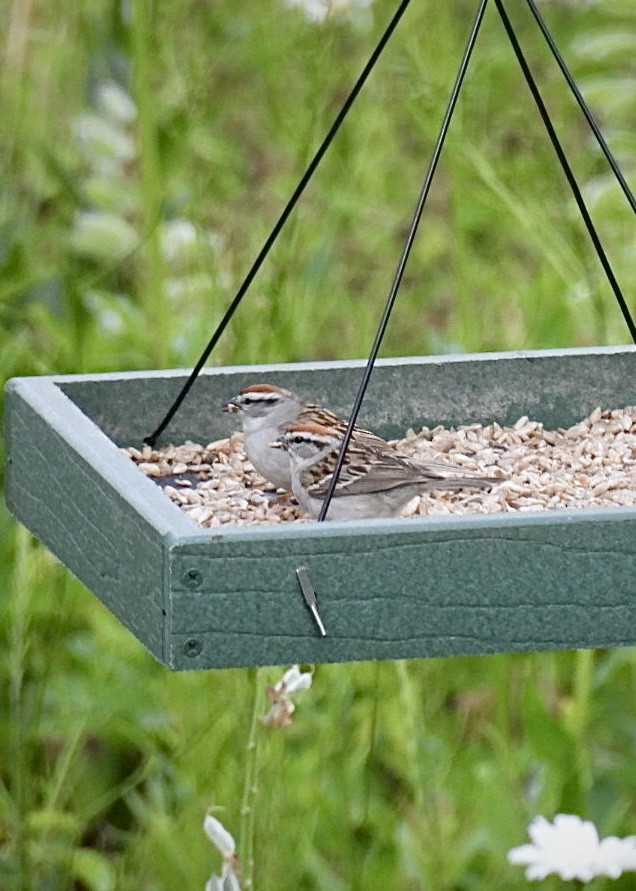 Chipping Sparrow - Donna Reis