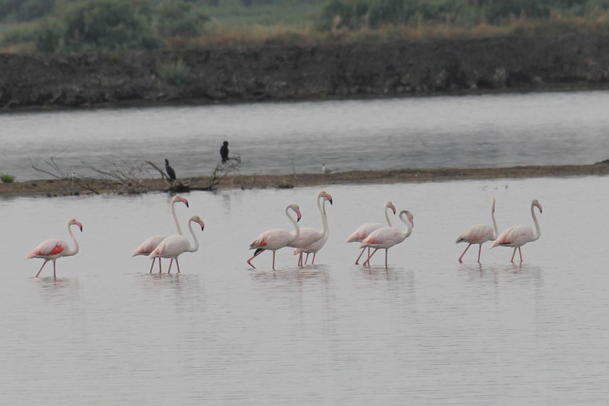 Greater Flamingo - ML620852736