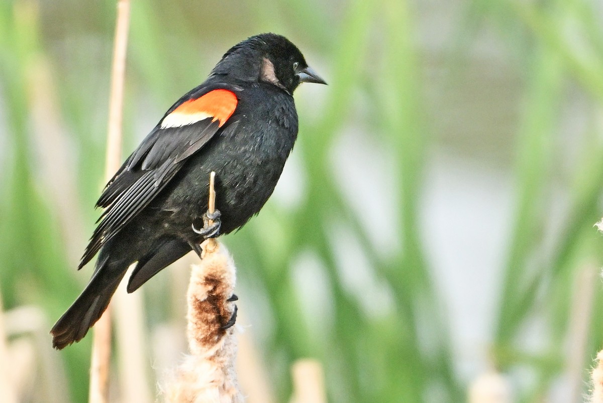 Red-winged Blackbird - ML620852785