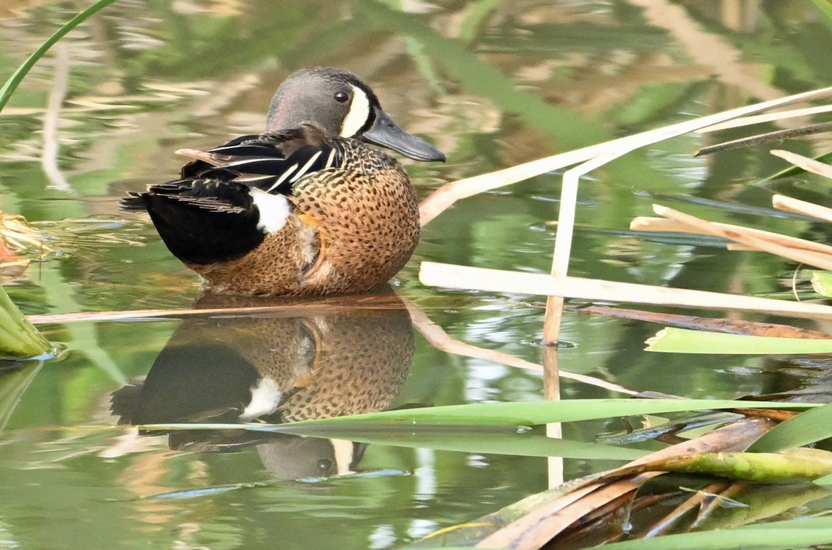 Blue-winged Teal - ML620852787