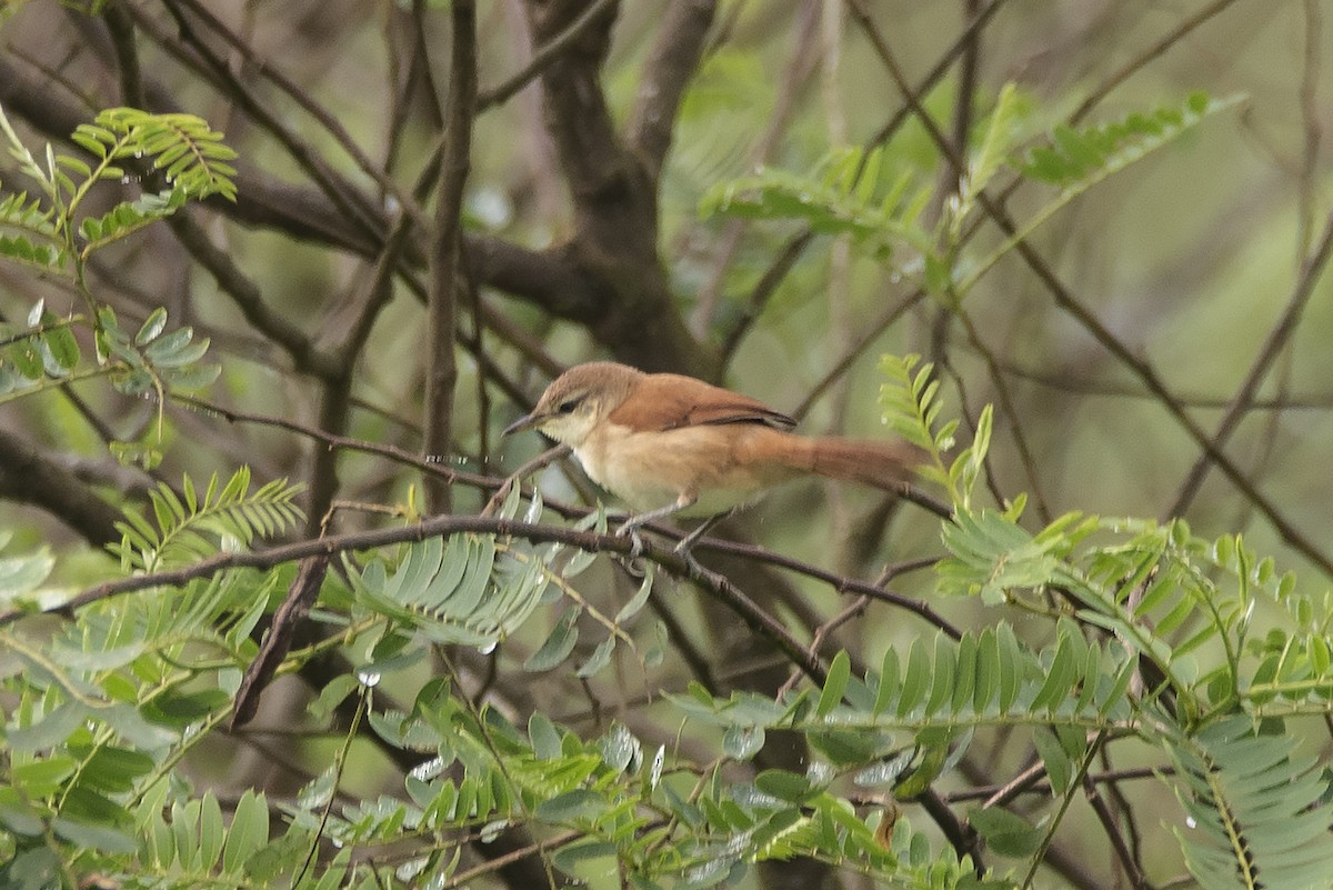 Yellow-chinned Spinetail - ML620852811