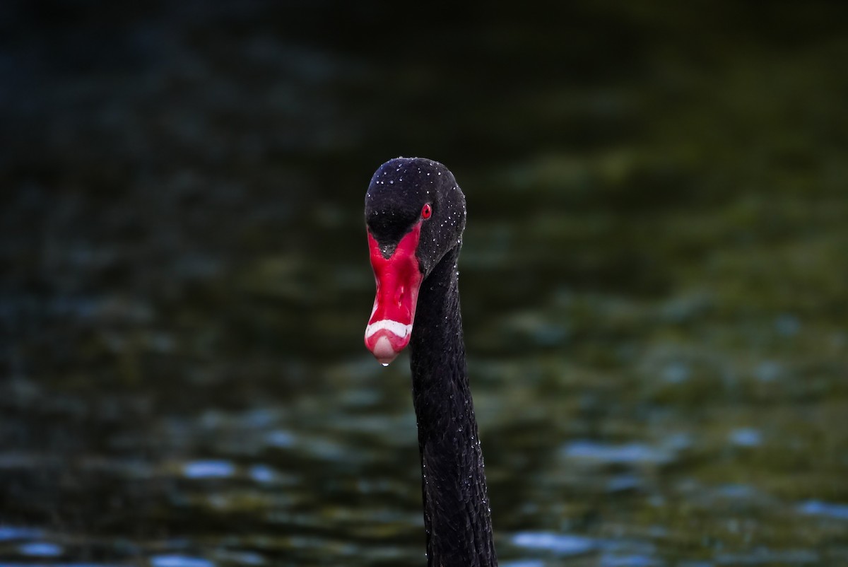 Black Swan - ML620852815