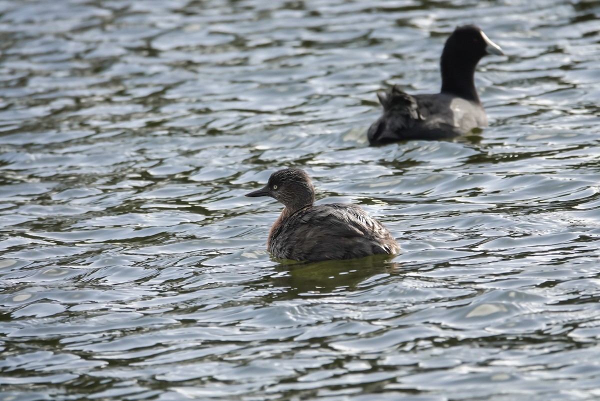 New Zealand Grebe - ML620852851