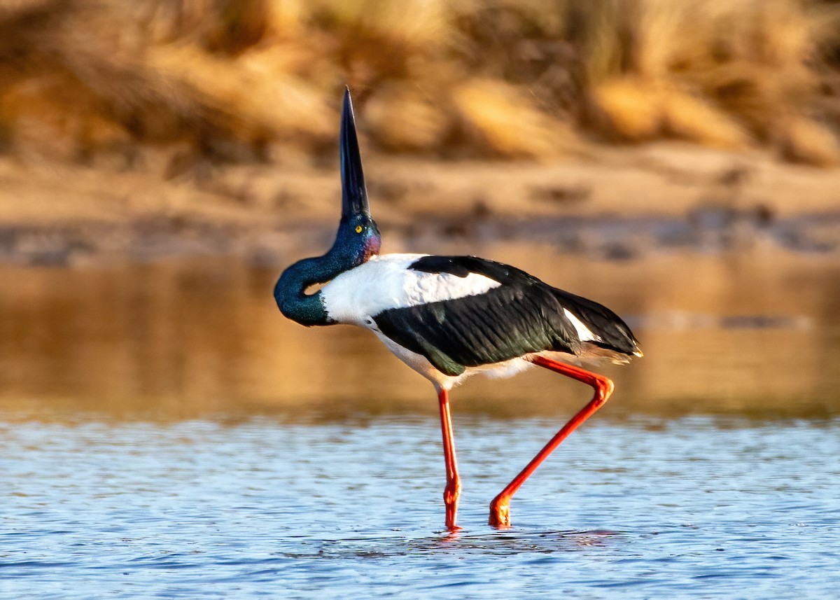 Black-necked Stork - ML620852905