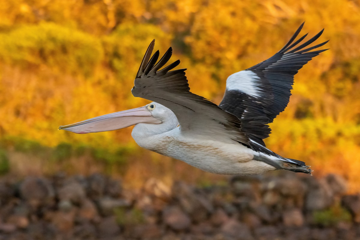 pelikán australský - ML620852908
