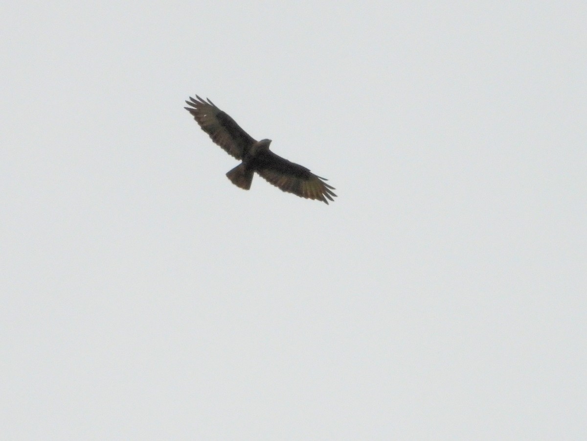 Common Buzzard - ML620852922