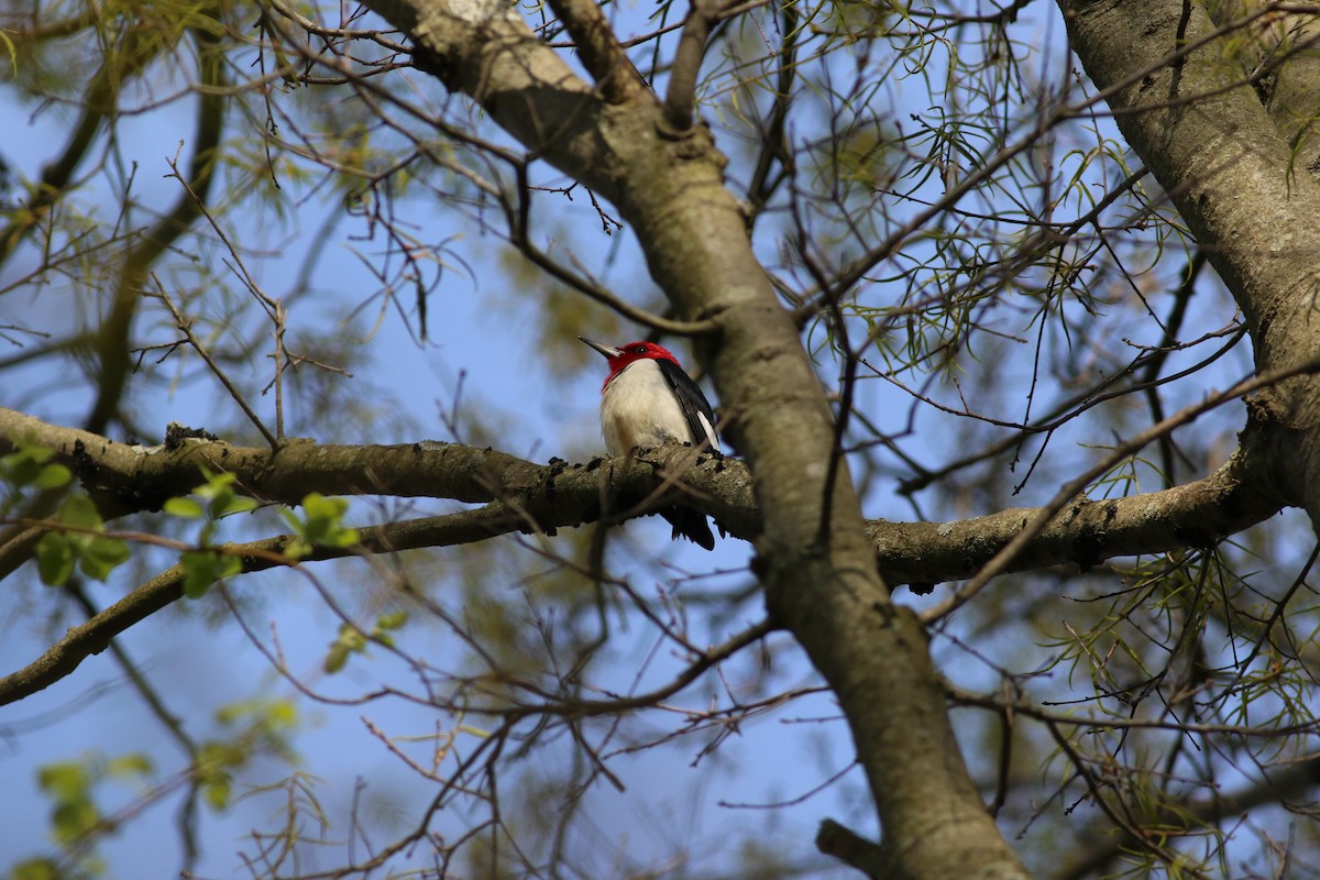 Red-headed Woodpecker - ML620852923
