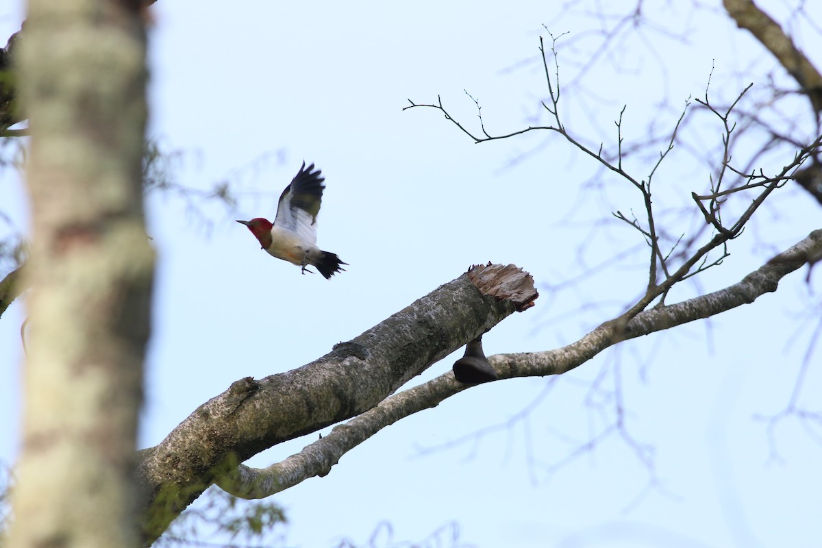 Red-headed Woodpecker - ML620852924