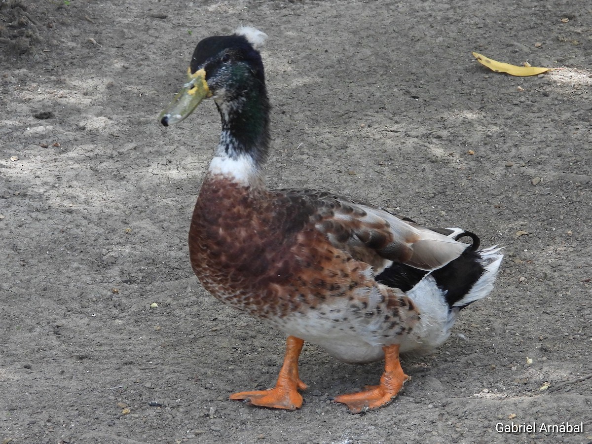 Muscovy Duck (Domestic type) - ML620852938