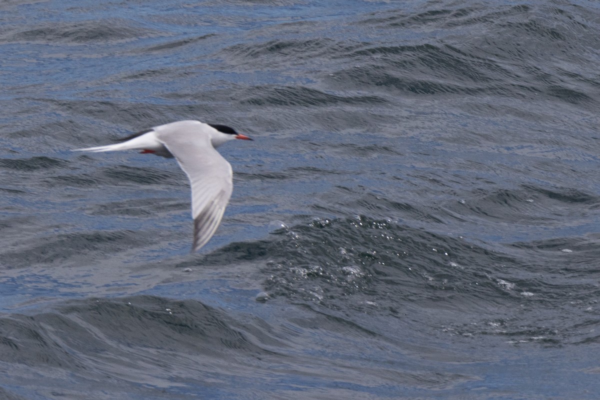 Common Tern - James Smith