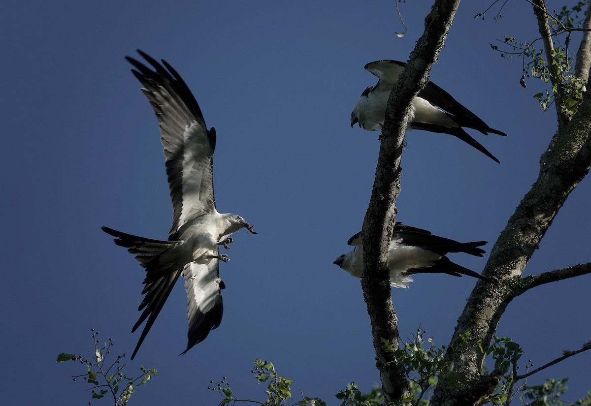 Swallow-tailed Kite - ML620852975