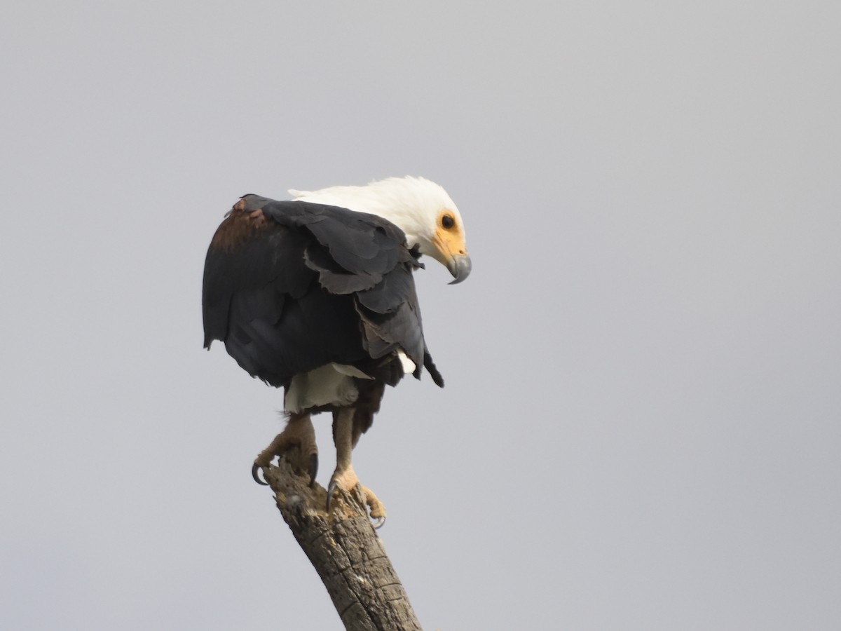 African Fish-Eagle - ML620853016