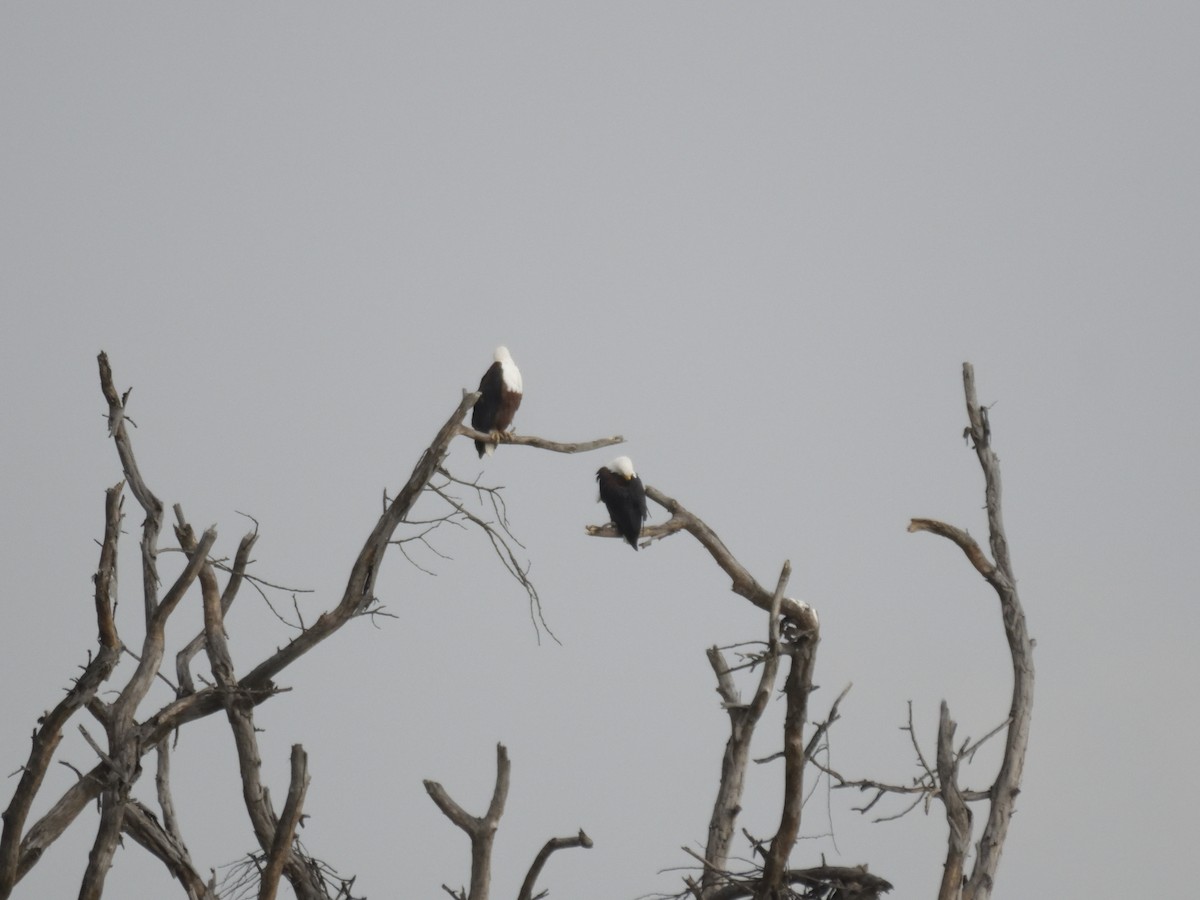 African Fish-Eagle - ML620853017