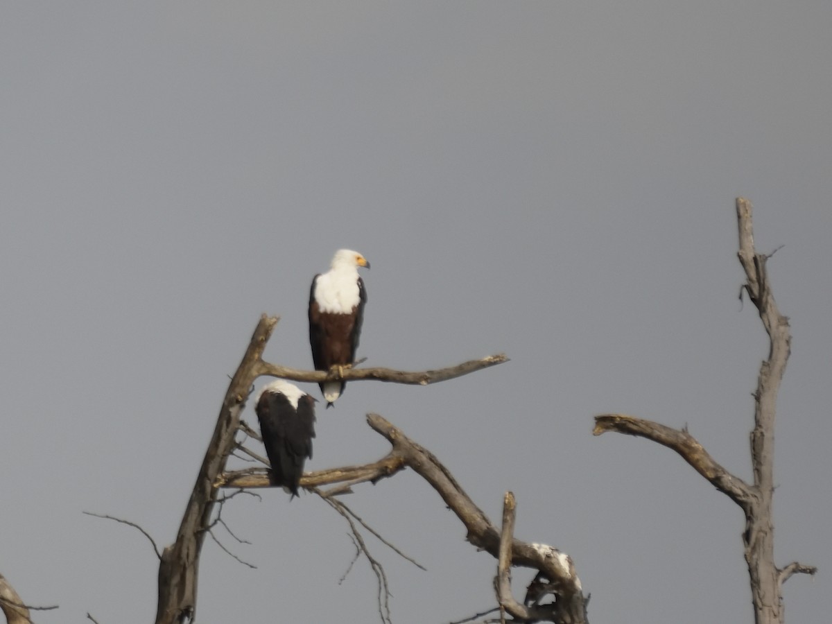 African Fish-Eagle - ML620853018