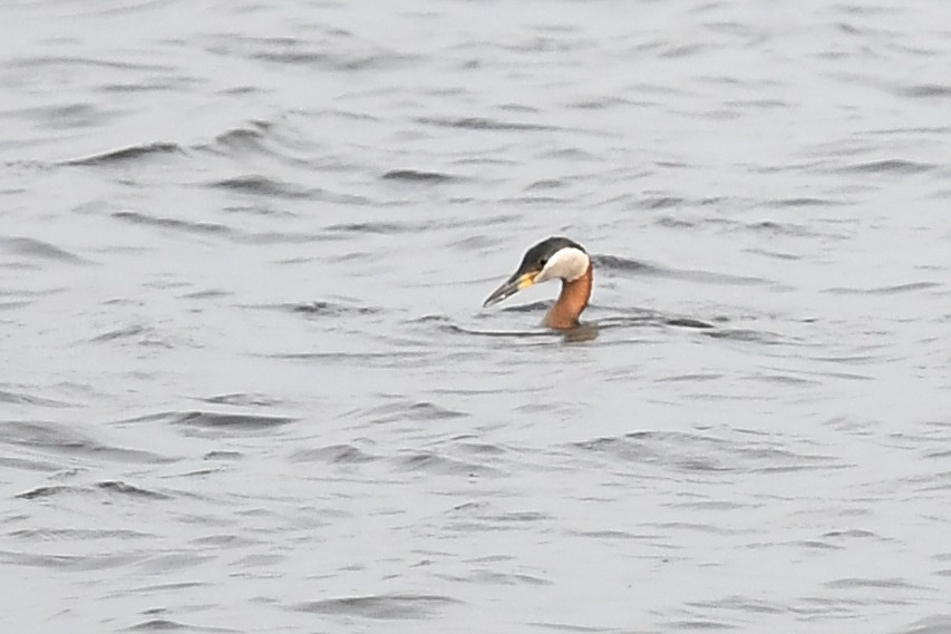 Red-necked Grebe - ML620853023