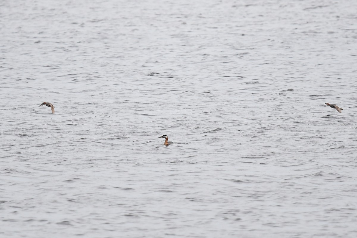 Red-necked Grebe - ML620853026