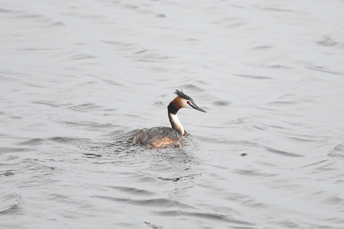 Great Crested Grebe - ML620853027