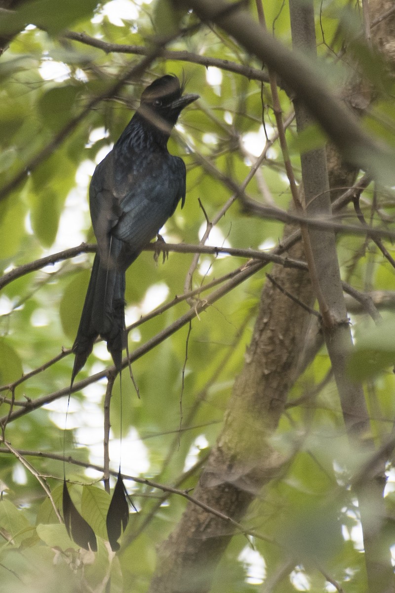 Greater Racket-tailed Drongo - ML620853055