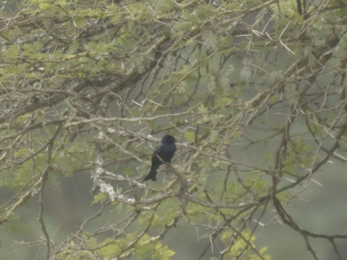 Fork-tailed Drongo - MAYANK NAMDEO