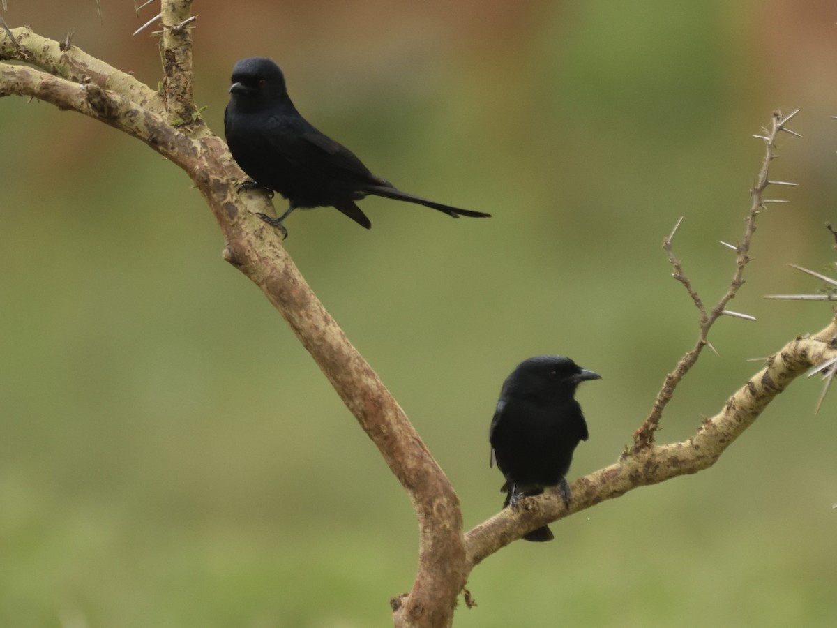 Fork-tailed Drongo - ML620853060