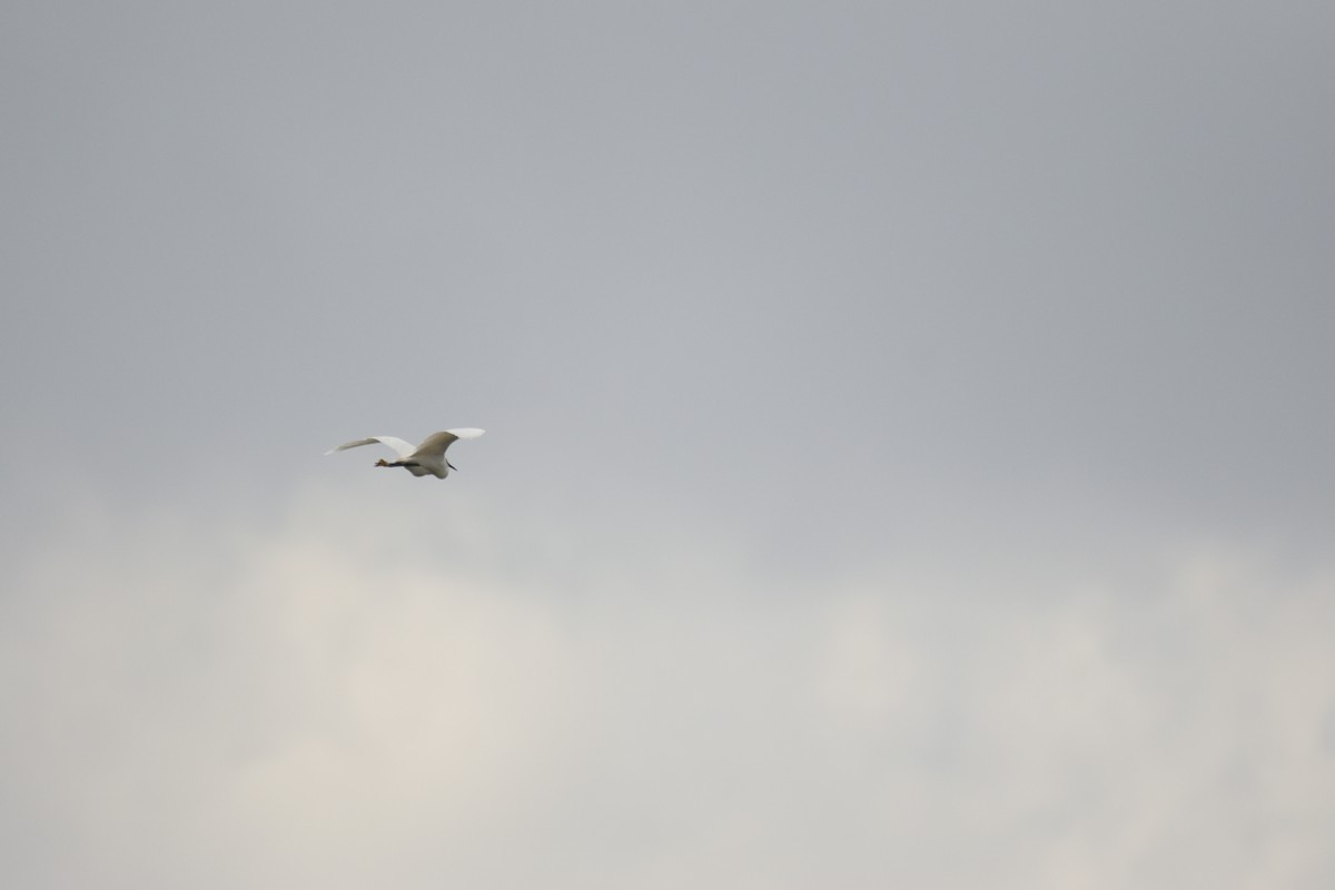 Great Egret (African) - ML620853074