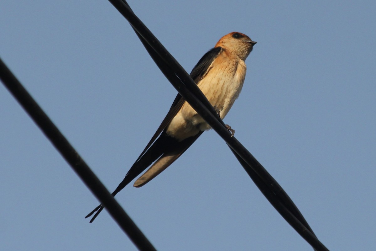 Red-rumped Swallow - ML620853101