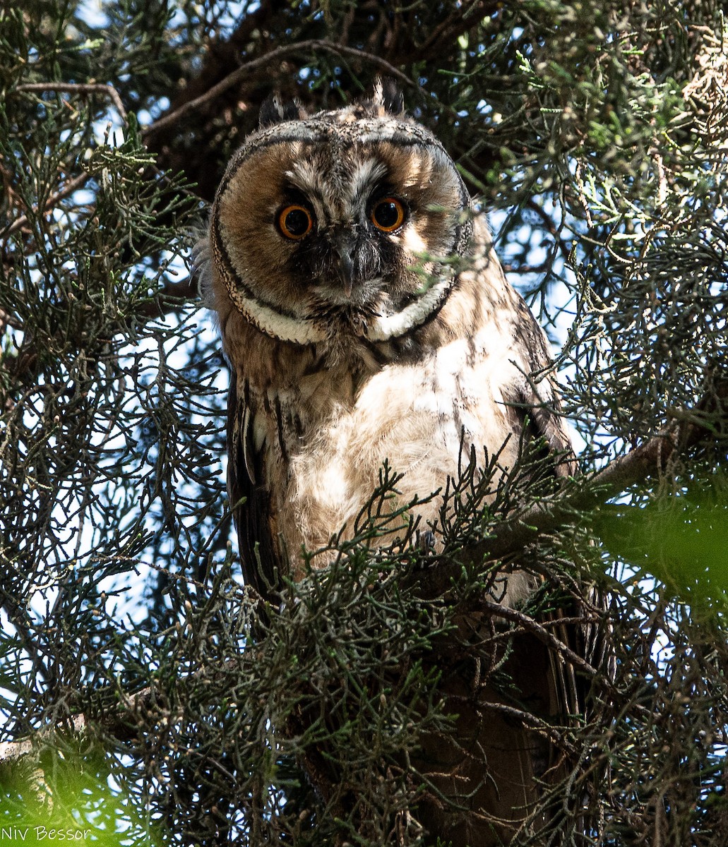Long-eared Owl - ML620853123