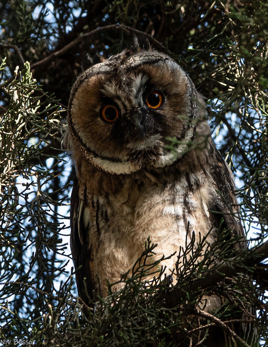 Long-eared Owl - ML620853124