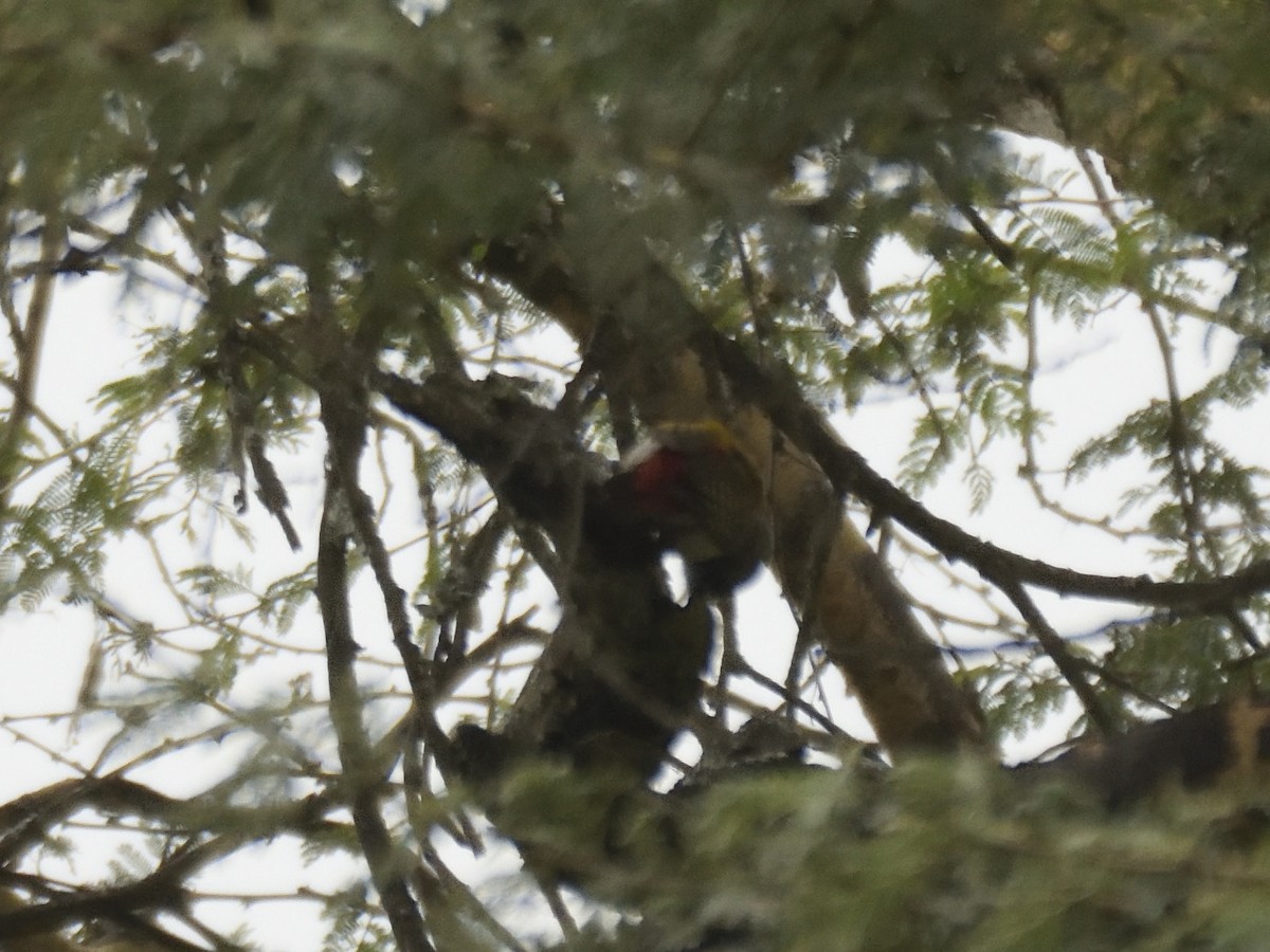 Nubian Woodpecker - ML620853135