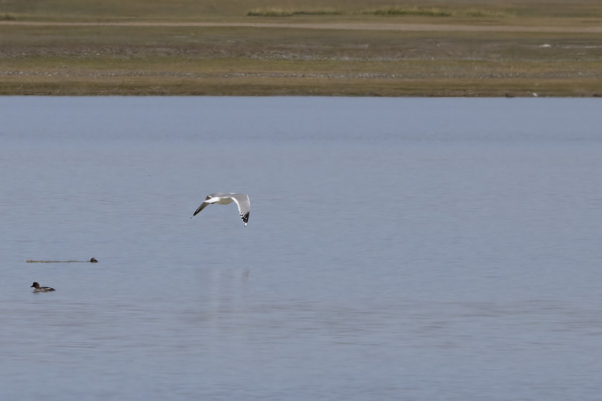 Herring Gull (Mongolian) - ML620853162