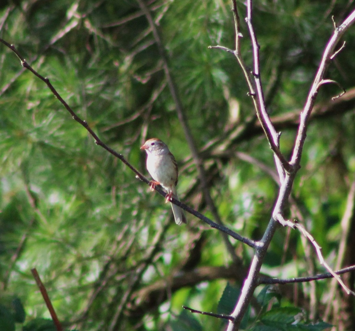 Field Sparrow - ML620853172