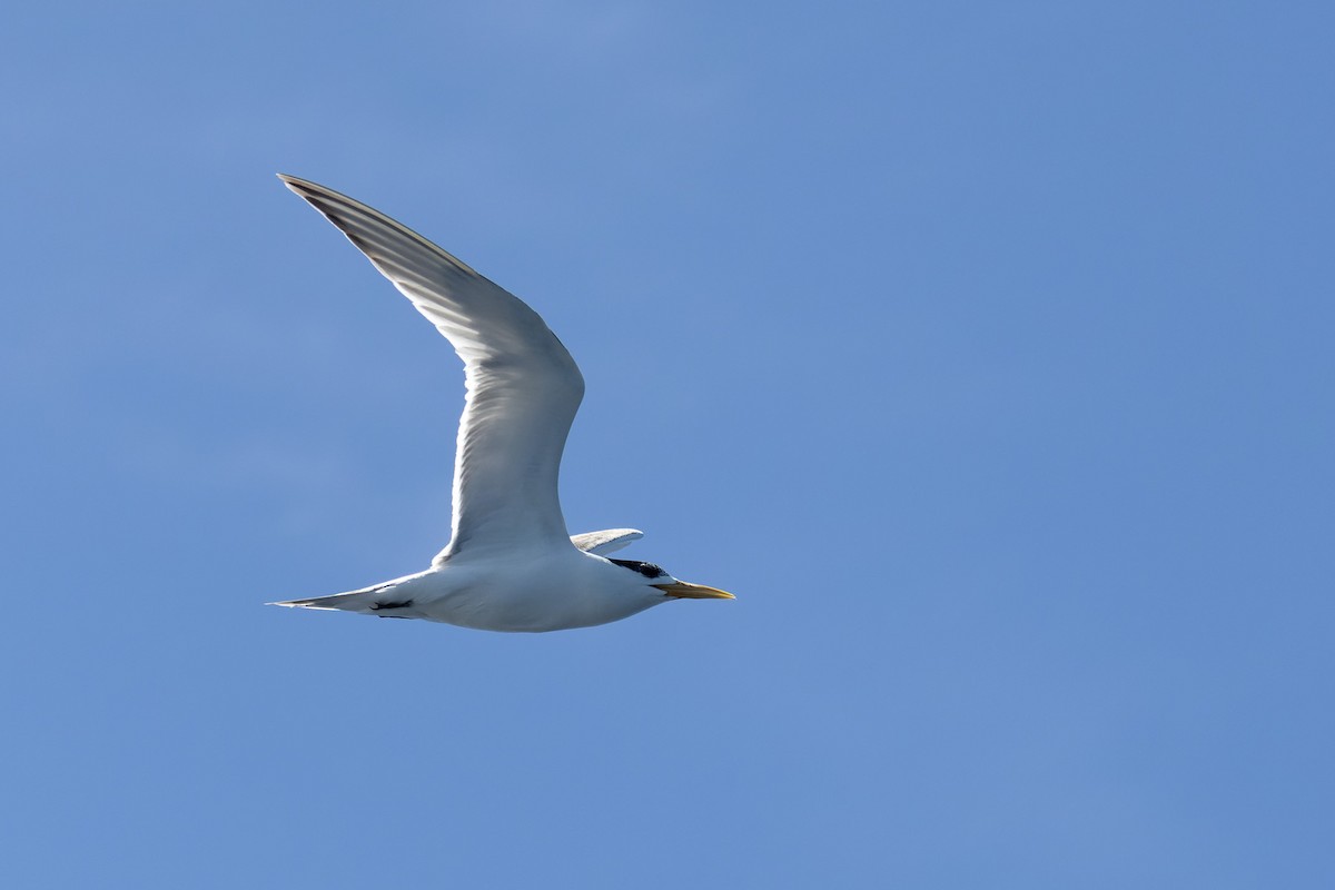 Great Crested Tern - ML620853185