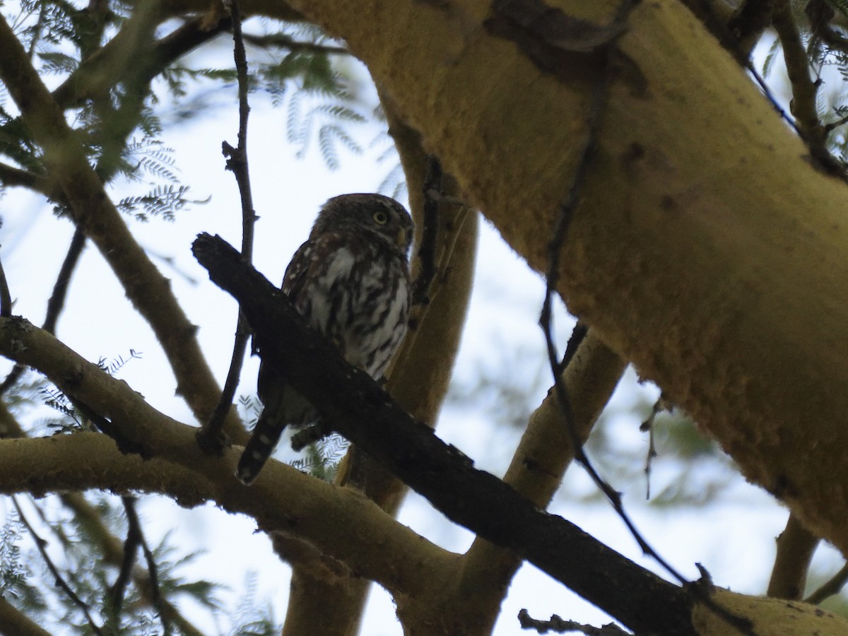 Pearl-spotted Owlet - ML620853196