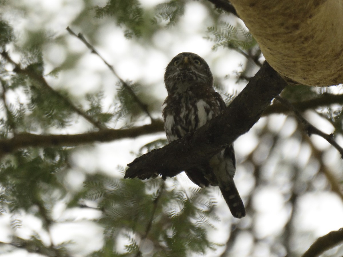 Pearl-spotted Owlet - ML620853197
