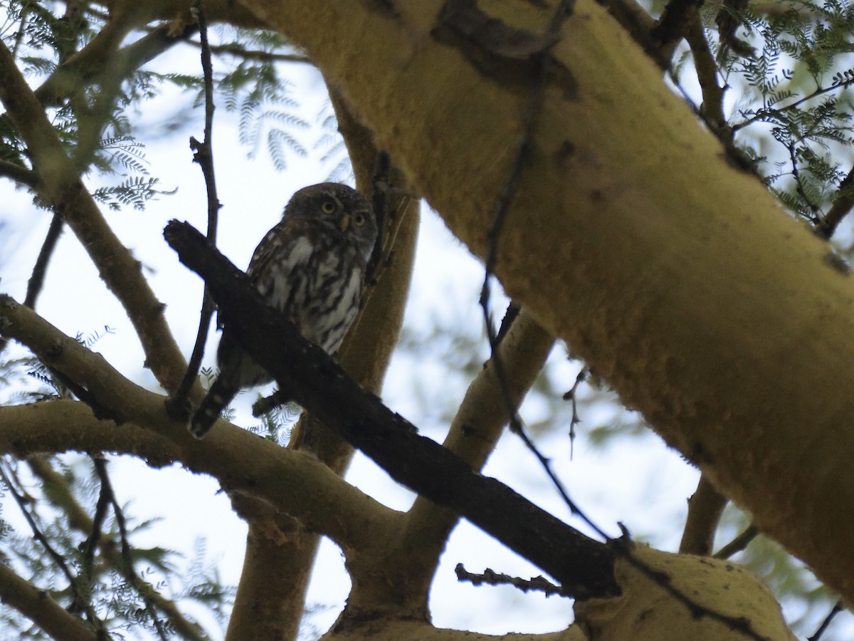 Pearl-spotted Owlet - ML620853198