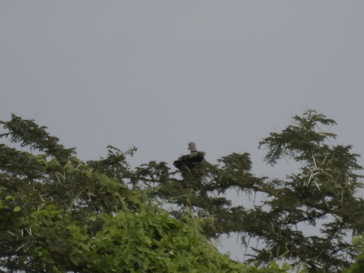 Ring-necked Dove - ML620853224