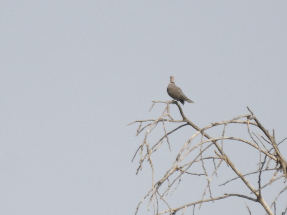 Ring-necked Dove - ML620853225