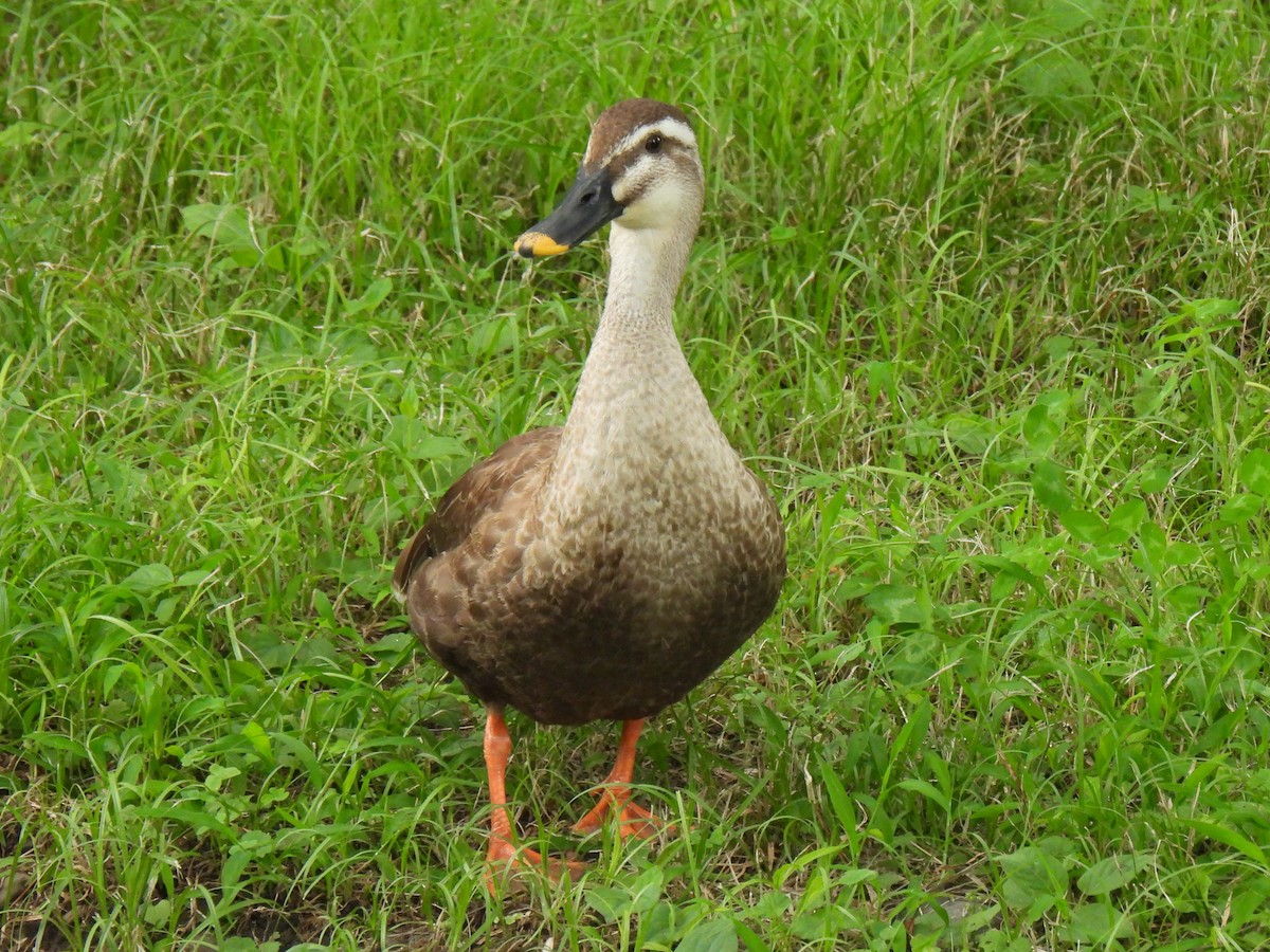 Eastern Spot-billed Duck - ML620853228