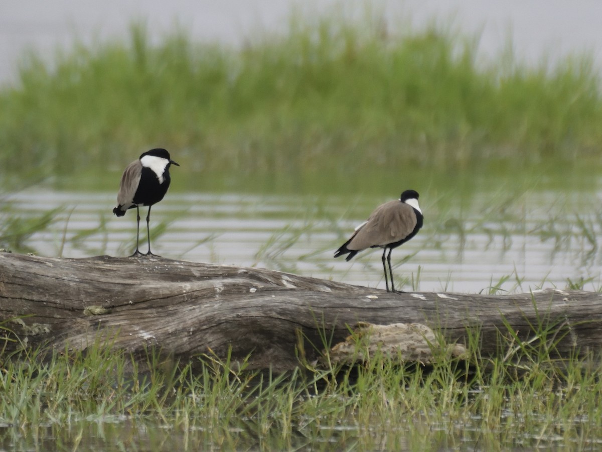 Spur-winged Lapwing - ML620853230