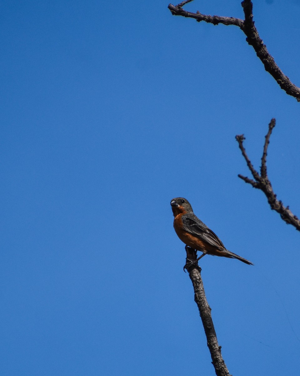 Ruddy-breasted Seedeater - ML620853234